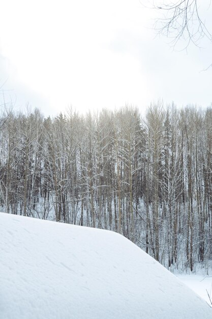 Schöne Landschaft des Winterwaldes im Schnee