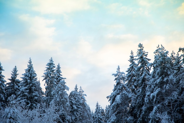 Schöne Landschaft des Winterwaldes.