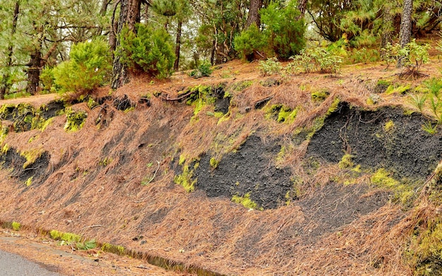 Schöne Landschaft eines Pinienwaldes auf einem Berg mit üppigen grünen Bäumen Ein Straßenrand mit einem Felshügel im Freien in der Natur an einem Sommernachmittag Eine Straße in der Nähe eines Waldes mit hellen und lebendigen Pflanzen