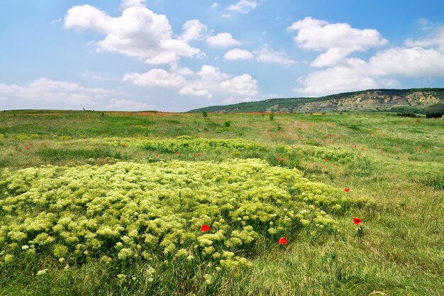 Schöne Landschaft. Feld auf der Krim.