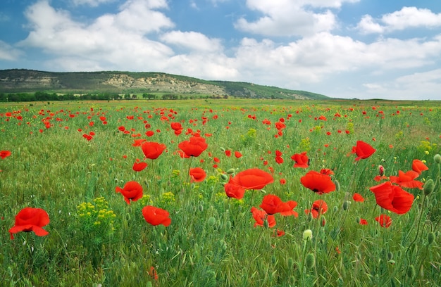 Schöne Landschaft. Feld mit roten Mohnblumen.