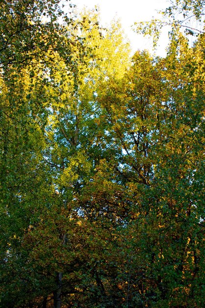 Schöne Landschaft Feld und Waldrand