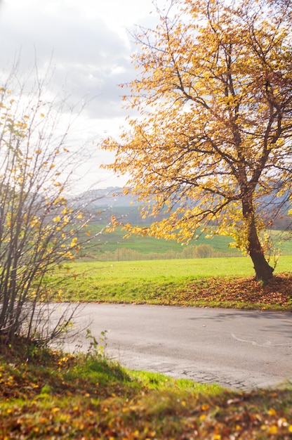 schöne Landschaft. grüne Wiese, Bäume, Berge