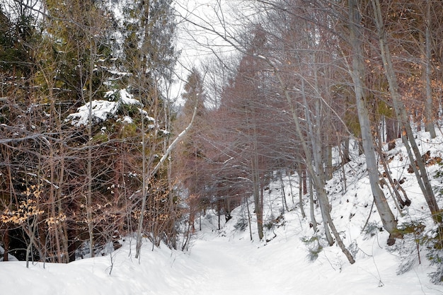 Schöne Landschaft im Resort am Wintertag