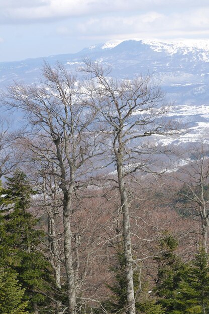 schöne Landschaft im Winterzeit mit Eis, Schnee und starken Winden