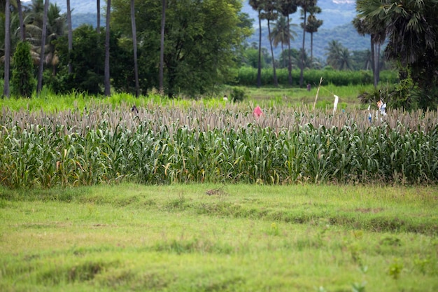 Foto schöne landschaft indiens landwirtschaftsfeld unter dem berg