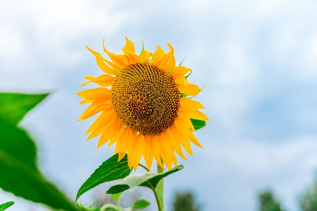 Schöne Landschaft mit einem Sonnenblumenfeld