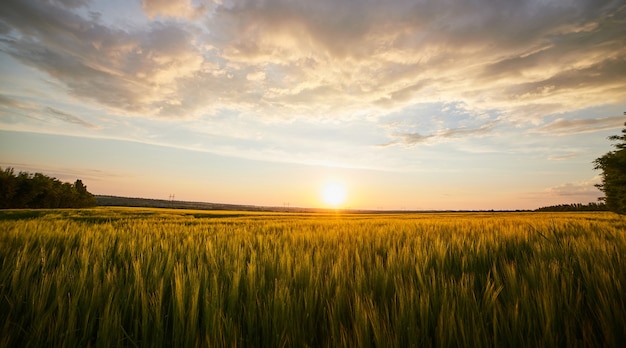 Schöne Landschaft mit Feld des reifen Roggens und des blauen Sommerhimmels