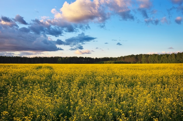 Schöne Landschaft mit Feld von gelbem Raps (Brassica napus L.) und blauem Himmel