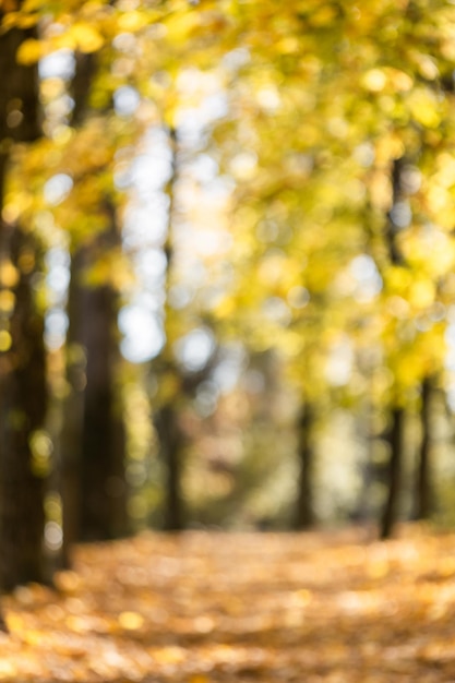 Schöne Landschaft mit gelben Bäumen, grünem Gras und Sonne Buntes Laub im Park Fallende Blätter natürlicher Hintergrund