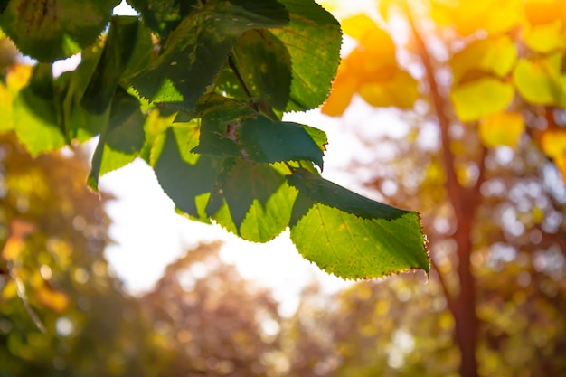 Schöne Landschaft mit gelben Bäumen und Sonne im Park Fallende Blätter