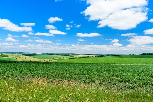 Schöne Landschaft mit grünen Feldern unter blauem Himmel