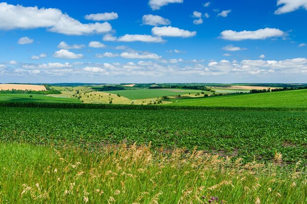 Schöne Landschaft mit grünen Feldern unter blauem Himmel