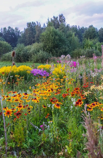Schöne Landschaft mit hell blühenden Sommerblumen. Lettland, Osteuropa. Blühende Sally und Rudbeckia oder Black-Eyed Rudbeckia.