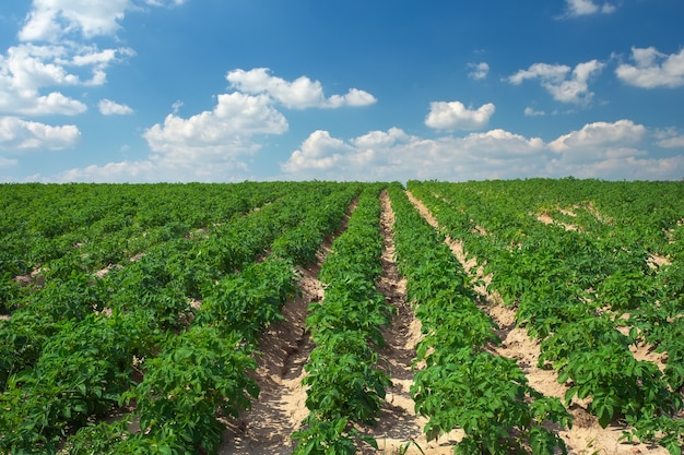 Schöne Landschaft mit Kartoffelfeld und bewölktem blauem Himmel.