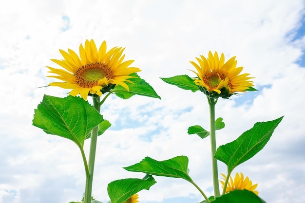 Schöne Landschaft mit Sonnenblumenfeld über blauem Himmel Nature conceptx9