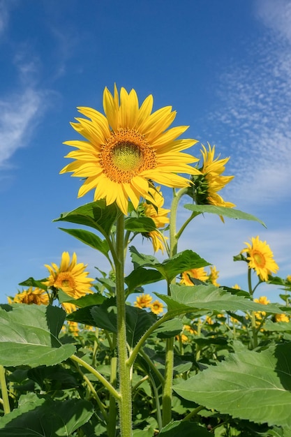 Schöne Landschaft mit Sonnenblumenfeld über blauem Himmel Nature conceptx9