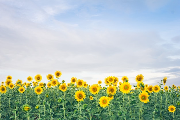 Schöne Landschaft mit Sonnenblumenfeld