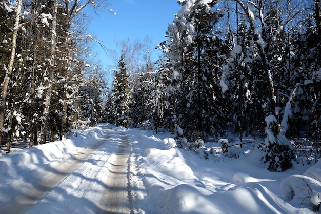 Schöne Landschaft mit Vorortstraße in schneebedeckten hohen Bäumen im Winterwald an sonnigen Tagen