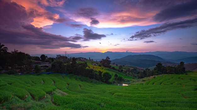 Schöne landschaft. reisfelder bei pa pong pieng dorf, mae chaem, chiang mai, thailand.