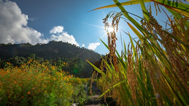 Schöne Landschaft. Reisfelder bei Pa Pong Pieng Dorf, Mae Chaem, Chiang Mai, Thailand.