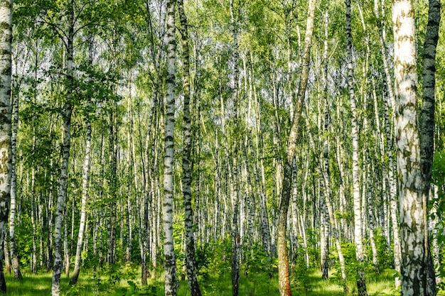 Schöne Landschaft. Russischer Wald. Weiße Birkenstämme.