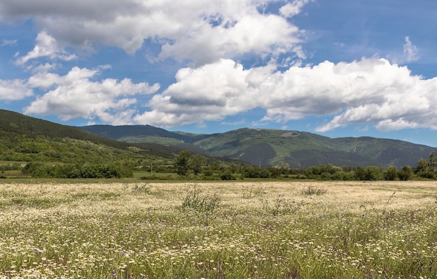 Schöne Landschaft Sommer Kamillenblumenfeld hohe grüne Berge schöner blauer Himmel