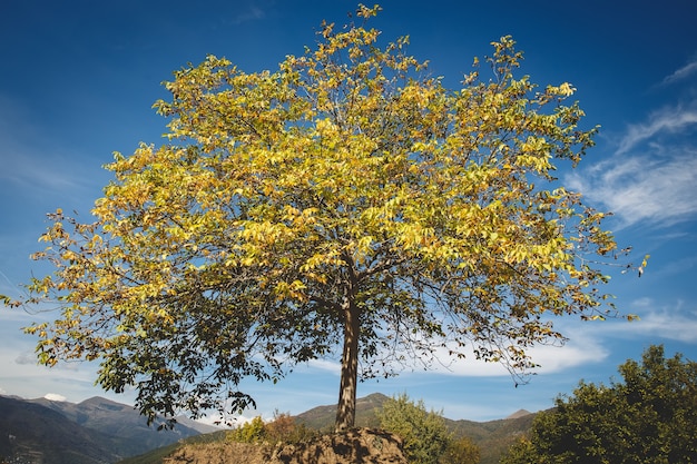 Schöne Landschaft und einsamer Baum