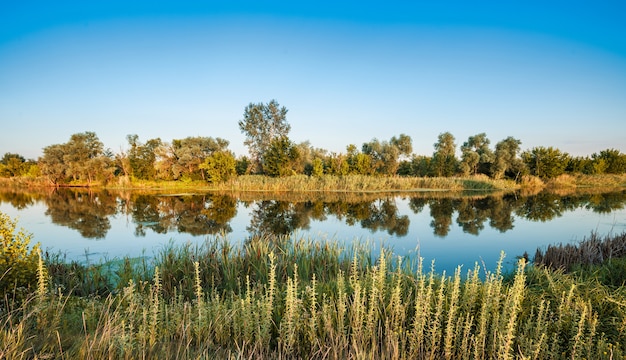 Schöne Landschaft von grünen Wiesen und Sommerwald