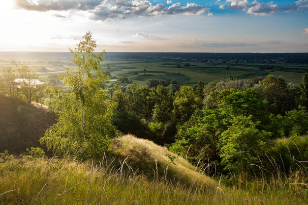 Schöne Landschaft von grünen Wiesen und Sommerwald