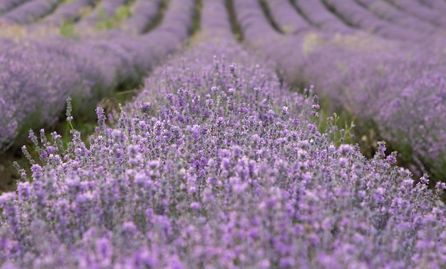 Schöne Landschaft von Lavendelfeldern mit Linien, Provence-Frankreich