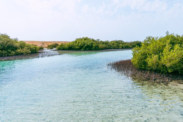 Schöne Landschaft von Mangroven im Nationalpark Ras Mohammed in Ägypten