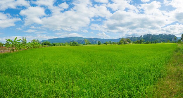 schöne Landschaft von Reisfeldern und Bergen, grünes Reisfeld mit Gebirgshintergrund darunter