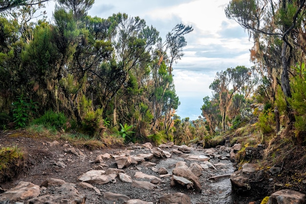 Schöne Landschaft von Tansania und Kenia vom Kilimanjaro-Berg. Felsen, Büsche und leeres vulkanisches Gelände rund um den Kilimanjaro-Vulkan.