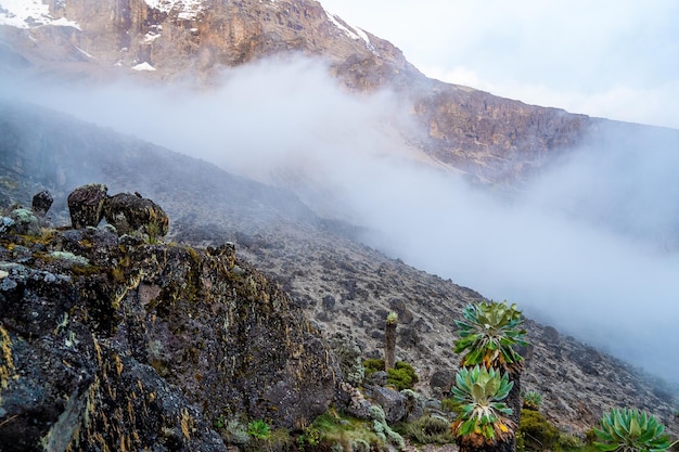 Schöne Landschaft von Tansania und Kenia vom Kilimanjaro-Berg. Felsen, Büsche und leeres vulkanisches Gelände rund um den Kilimanjaro-Vulkan.