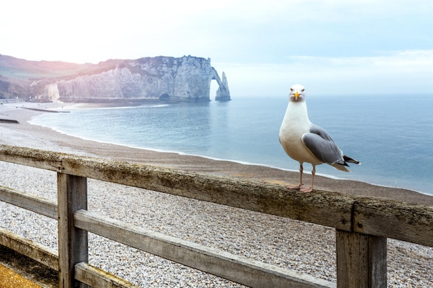 Schöne Landschaften von Etretat