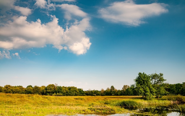 Schöne landschaftliche Landschaft der grünen Wiese mit Baumgras und klarem See an einem heißen sonnigen Sommertag