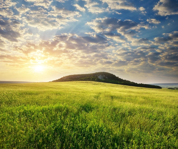 Schöne Landschaftsfrühlingswiese Naturzusammensetzung