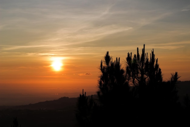 Schöne Landschaftssilhouette von Kiefern mit Sonnenaufgangshintergrund