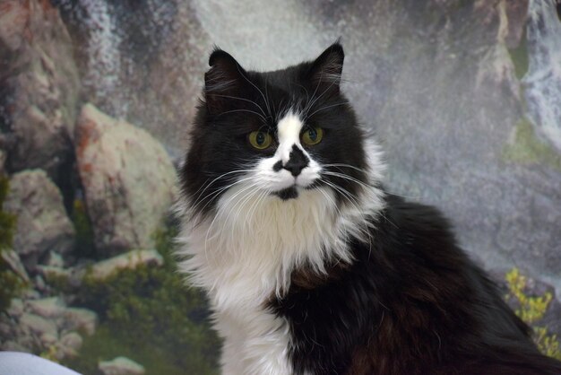 Foto schöne langhaarige schwarz-weiße katze auf dem bett