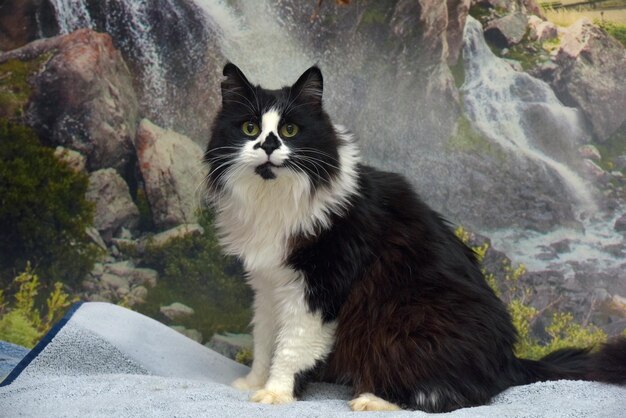 Foto schöne langhaarige schwarz-weiße katze auf dem bett