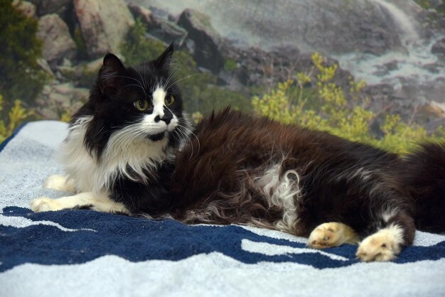 Foto schöne langhaarige schwarz-weiße katze auf dem bett