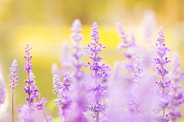 Schöne Lavendelblumen im Garten