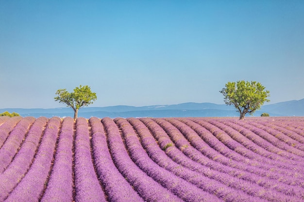 Schöne Lavendelfeldlandschaft mit sonnigem Himmel der Bäume. Berühmte Reise szenisch, Blumenhintergrund