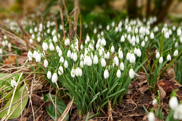 Schöne lebendige und blühende weiße Blumen in einem grünen Garten Schneeglöckchen oder Galanthus nivalis-Pflanzen, die an einem Sommer- oder Frühlingstag im Freien in einem Park wachsen Helle Blumenköpfe, die draußen blühen