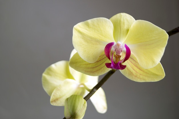 Schöne leichte Blumen von Phalaenopsisorchideen auf einem grauen Hintergrund.