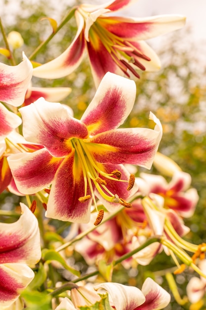 Schöne leuchtend rote Lilien im Sonnenlicht im Freien