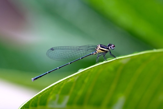 Schöne Libelle auf grünem Blatt