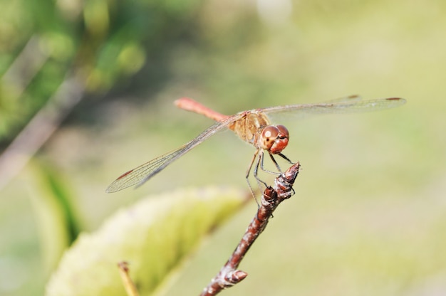 schöne Libelle im Wald