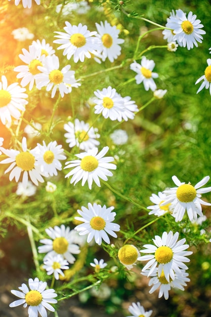 Schöne Lichtung mit Kamille an sonnigen Sommertag Wildblumen